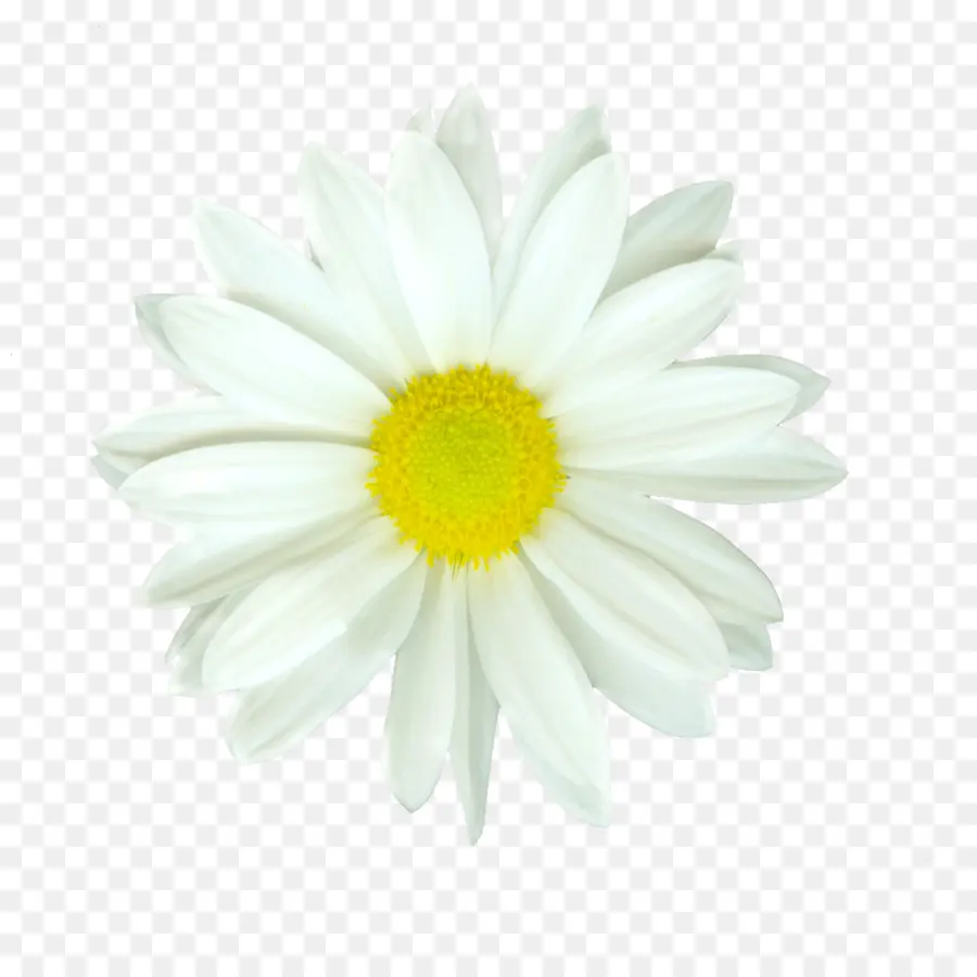 çiçek，Oxeye Daisy PNG