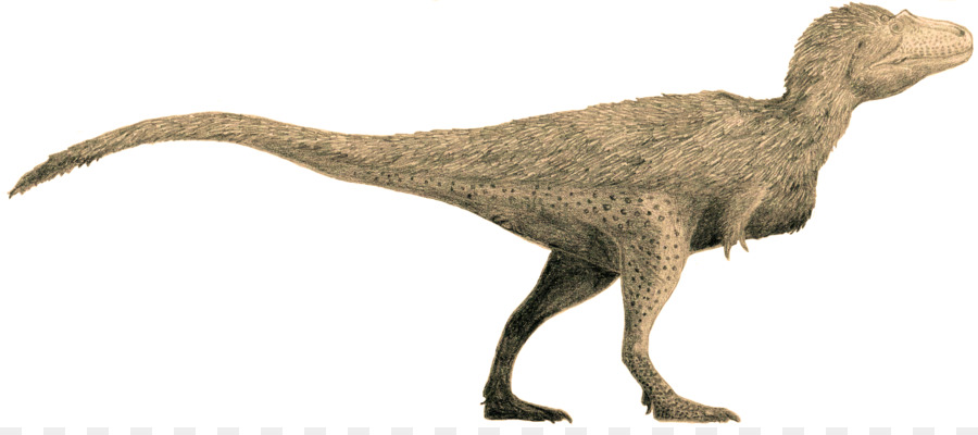 Tyrannosaurus，Tyrannosauridae PNG