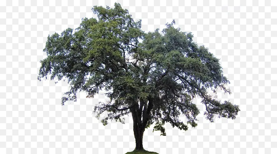 Ulmus Americana，Güney Canlı Meşe PNG