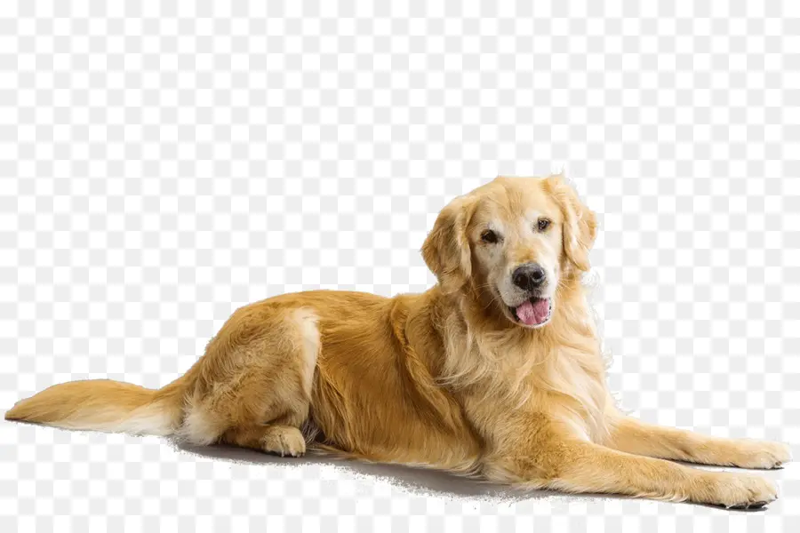 Golden Retriever，Köpek PNG