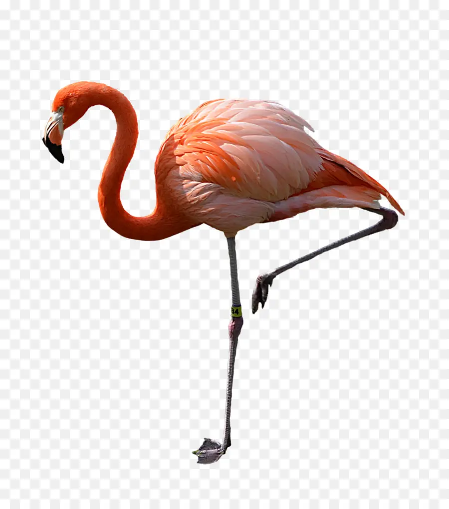 Geometrik Flamingo，Pembe PNG