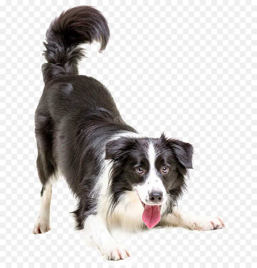 Köpek，Evcil Hayvan PNG