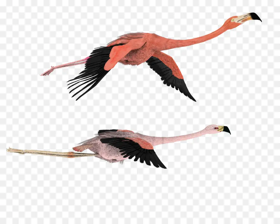 Uçan Flamingolar，Flamingolar PNG