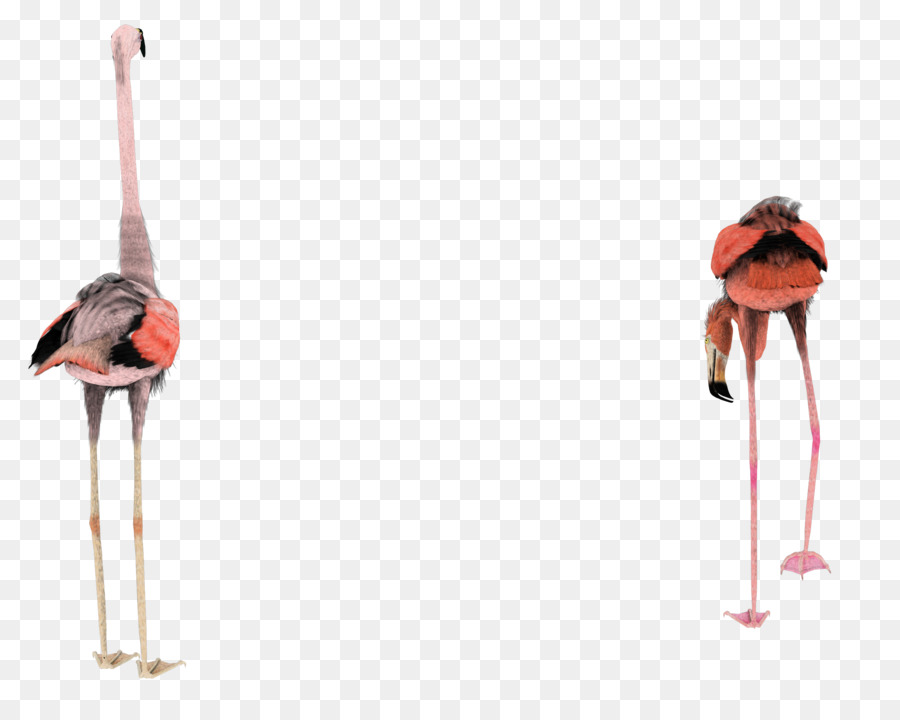 Flamingolar，Pembe PNG