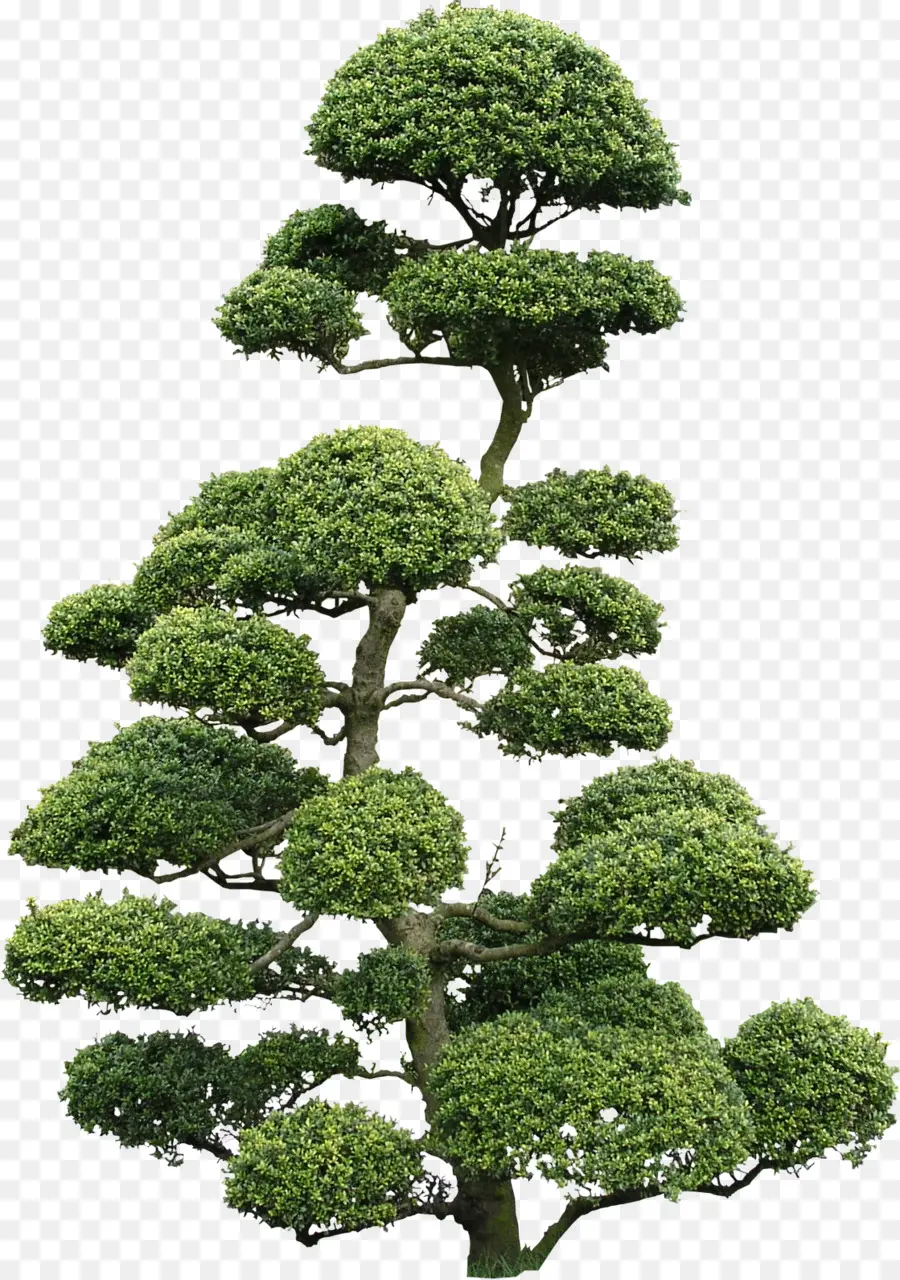 Bonsai Ağacı，Minyatür Ağaç PNG