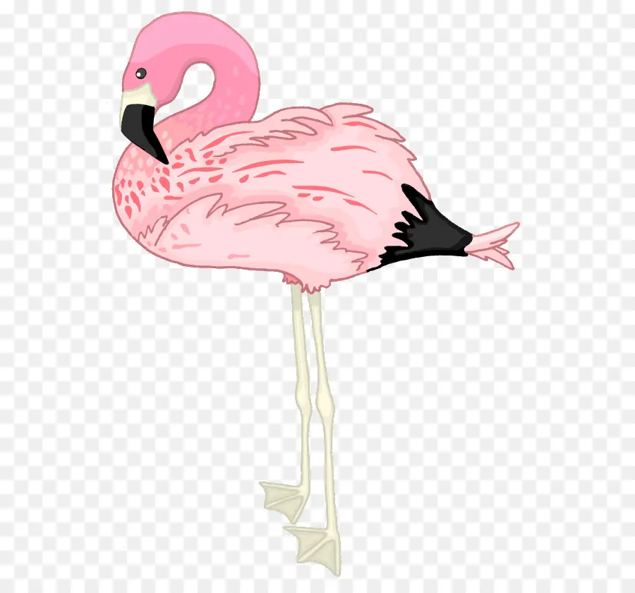 Flamingo，Kuş PNG