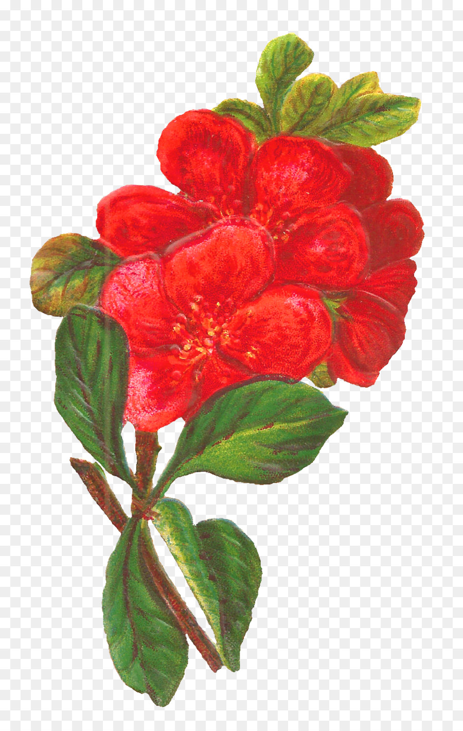 çiçek，Kırmızı PNG