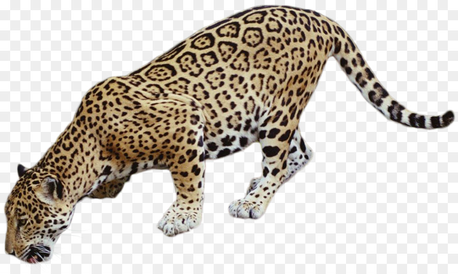 Leopar，Benekli PNG