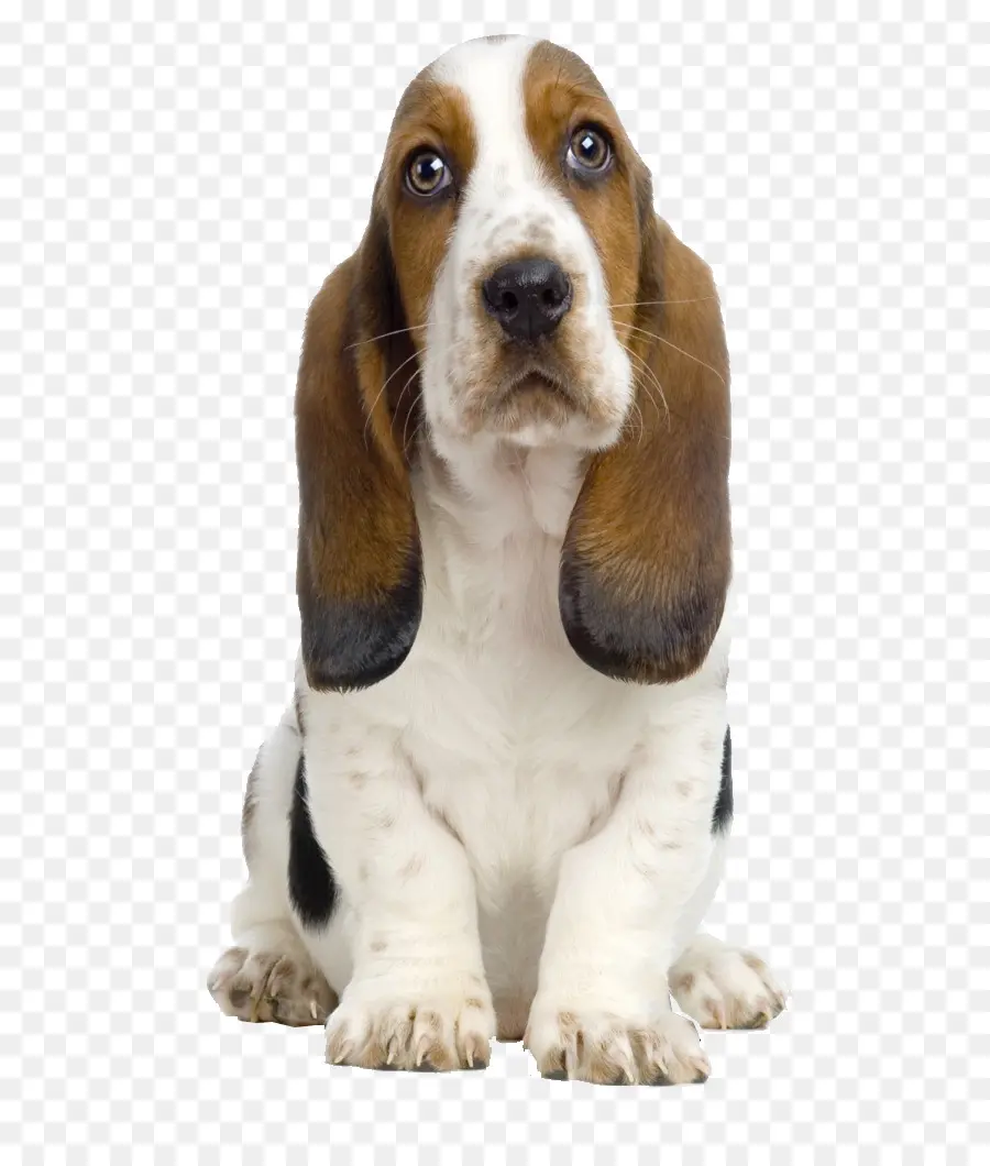 Basset Hound，Köpek PNG