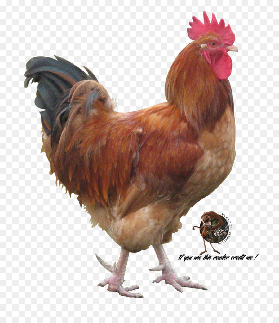 Tavuk，Sülüngiller PNG