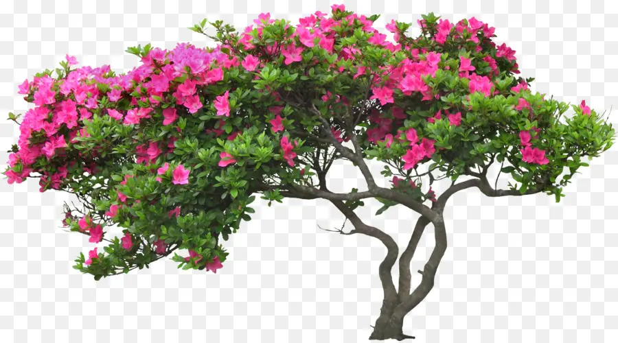 çiçek，Ağaç PNG