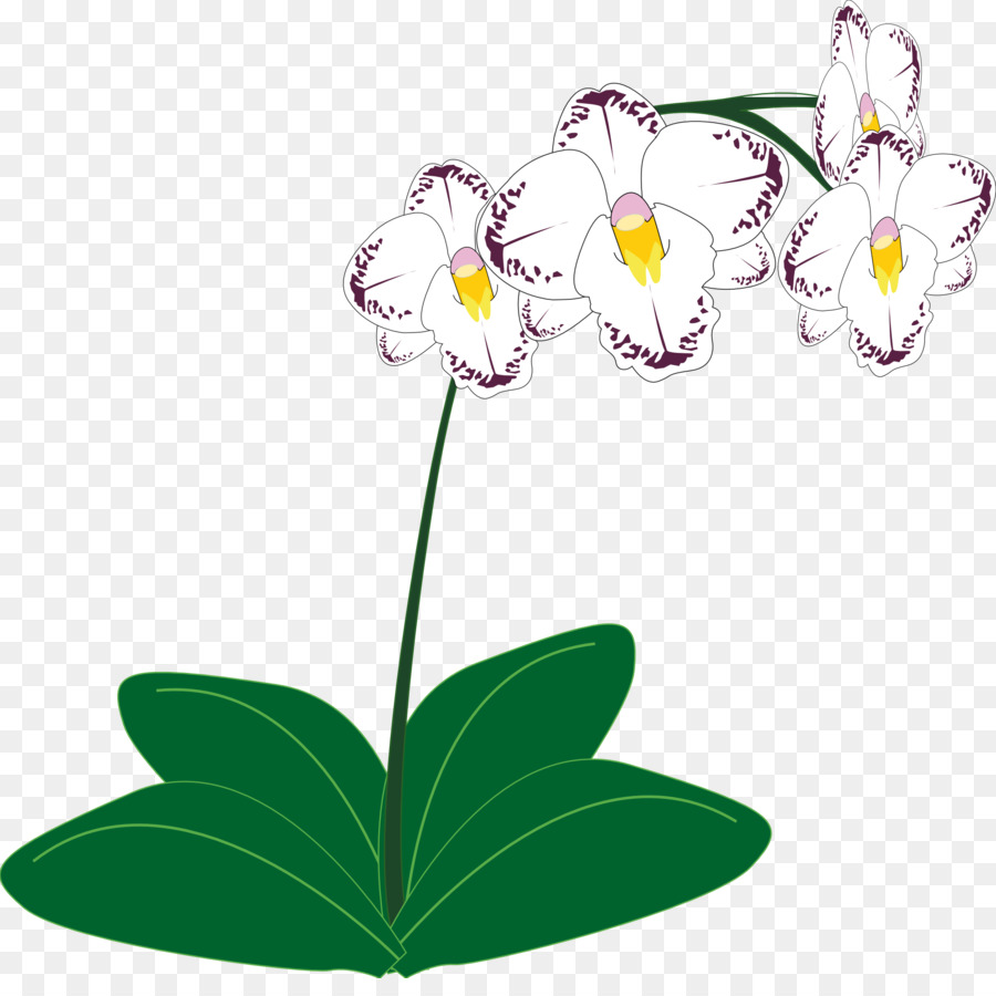 Orkide，Bitki PNG