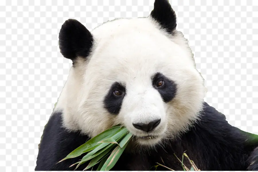 Dujiangyan Şehri，Dev Panda üremesinin Chengdu Araştırma üssü PNG