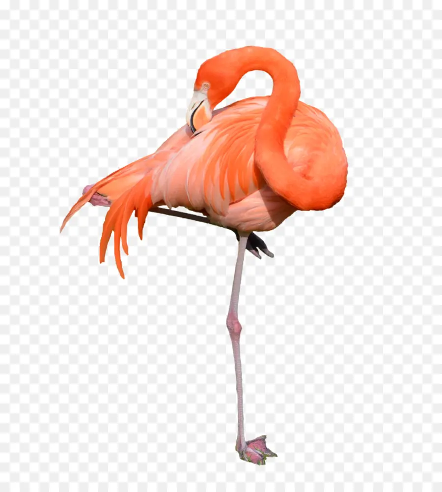 Flamingo，Pembe PNG