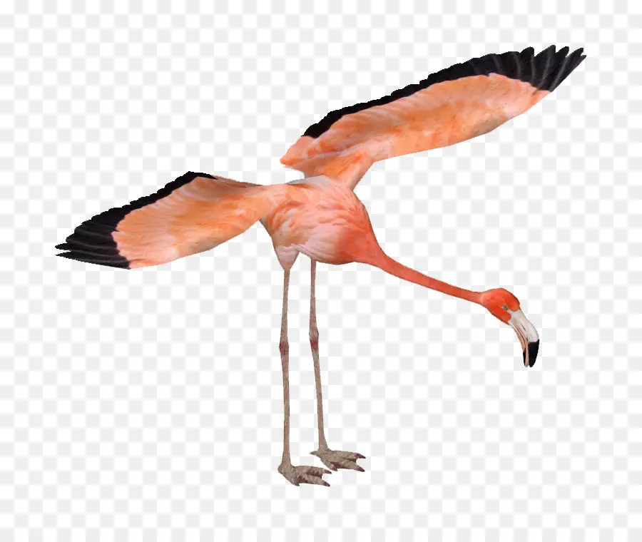 Hayvanat Bahçesi Tycoon 2，Amerikan Flamingo PNG