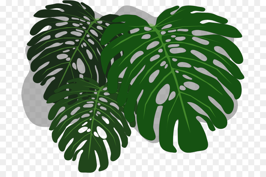 Monstera Yaprakları，Canavar PNG