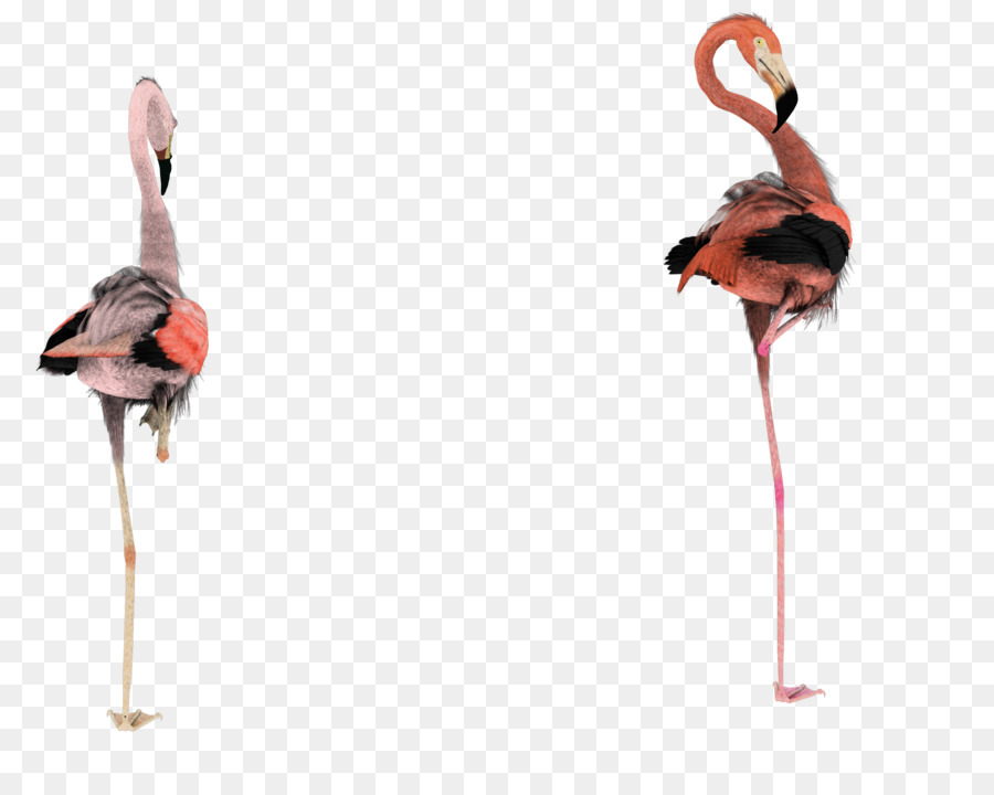 Flamingolar，Pembe PNG