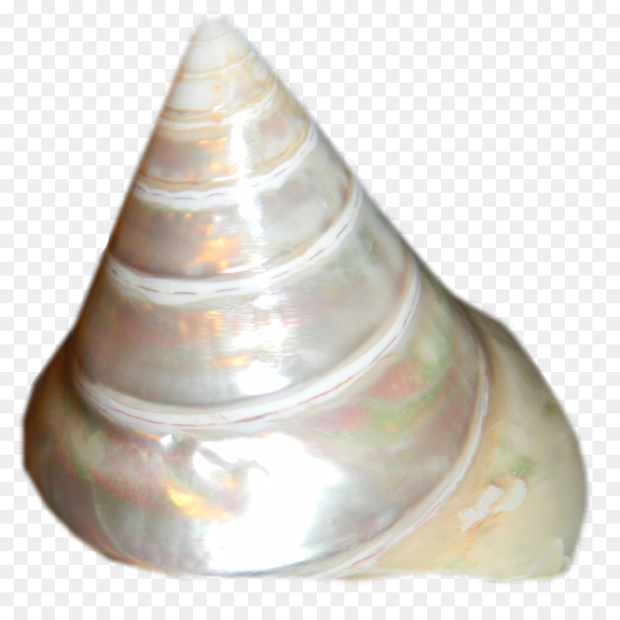 Shankha，Deniz Kabuğu PNG