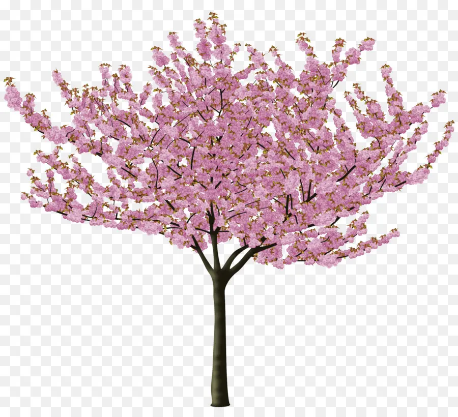 Kiraz çiçeği，Ağaç PNG