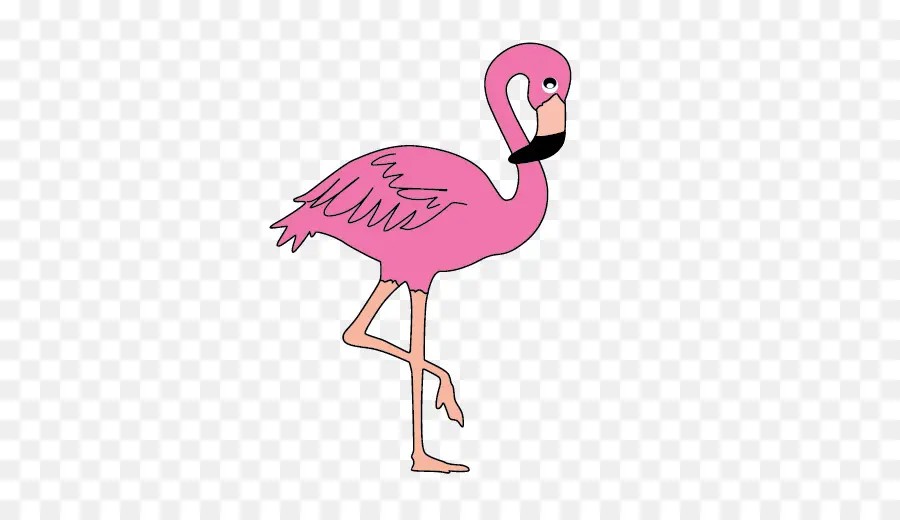 Flamingo，özgür PNG