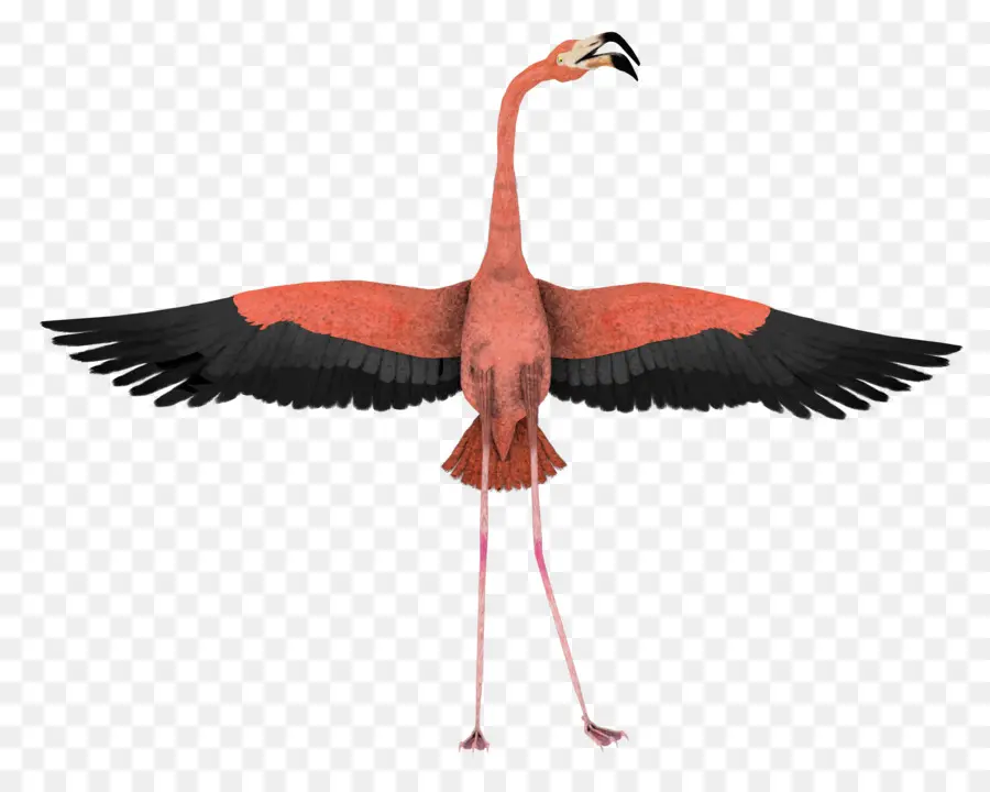 Flamingo，Pembe PNG