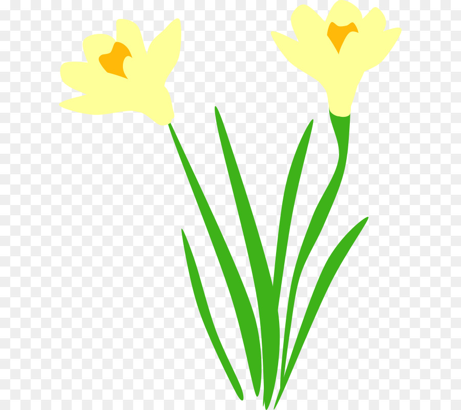 Narcissus Nergis，Bilgisayar Simgeleri PNG