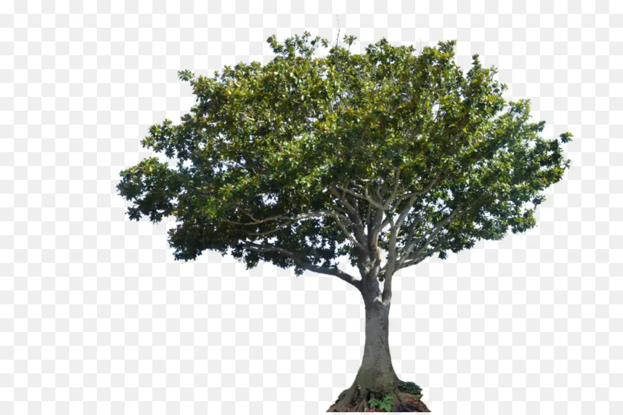 Ağaç，Gölgelik PNG