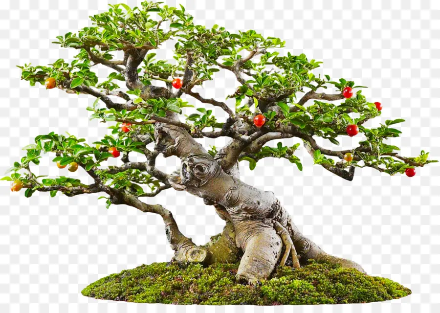 Bonsai Ağacı，Minyatür PNG