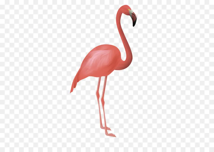 Flamingolar，Kuş PNG