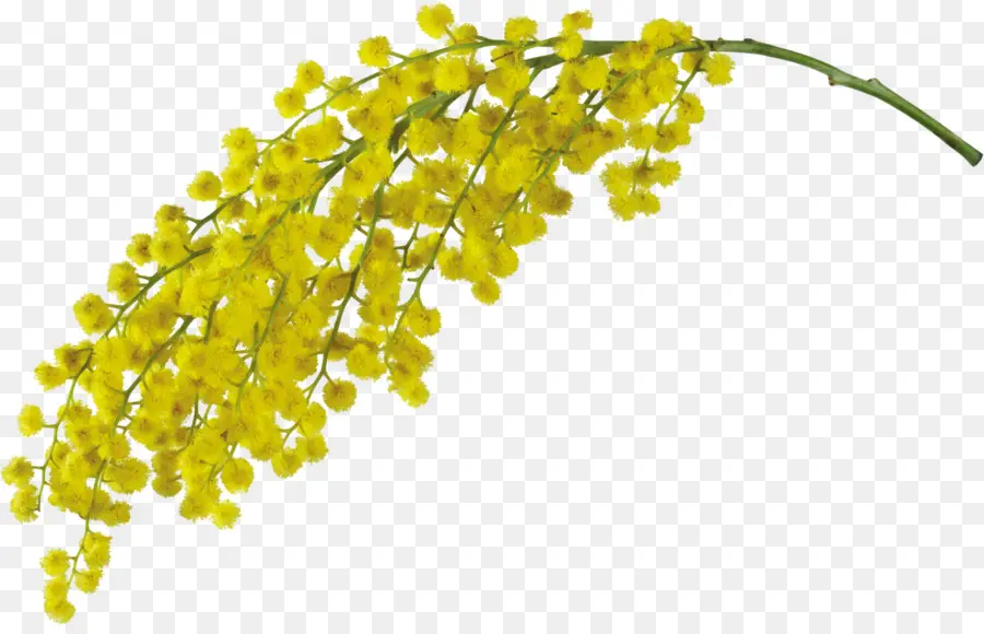 Mimoza，Mimoza Pudica PNG