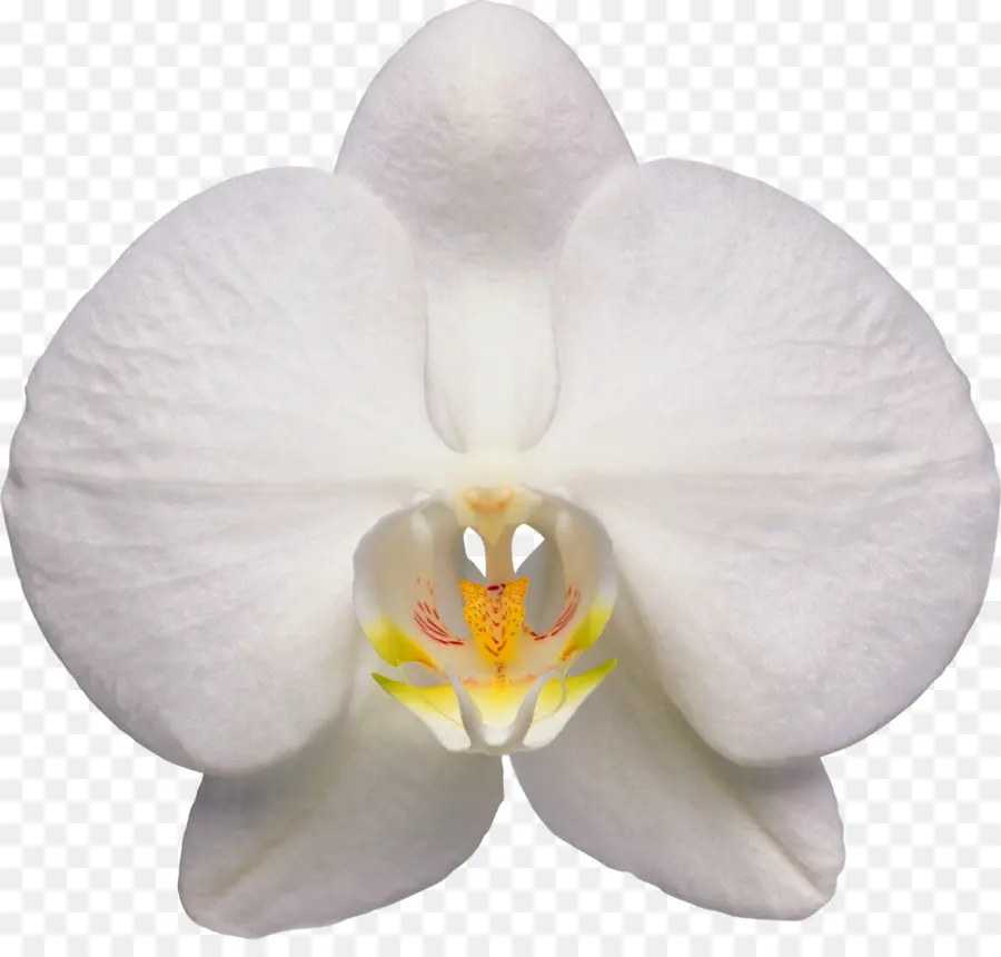 Walingwaling，Orkide PNG
