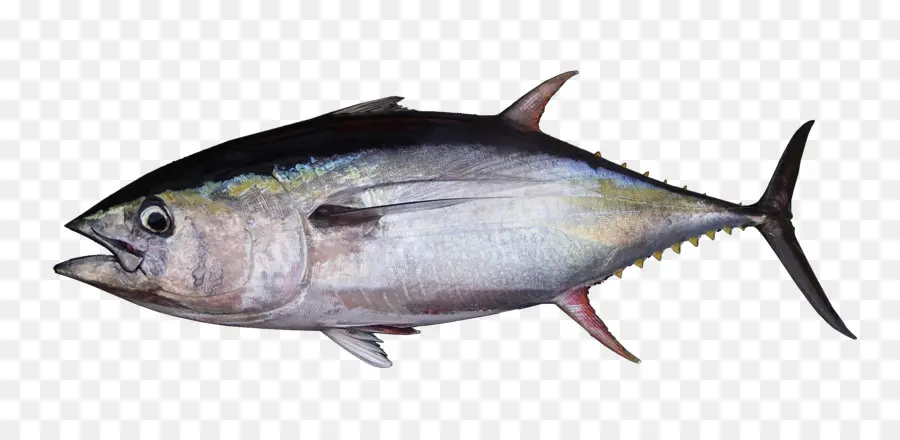 Albacore，Bigeye Tuna PNG