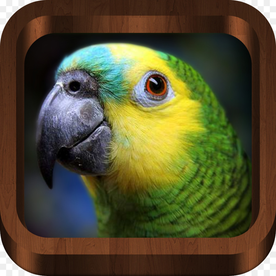 Turquoisefronted Amazon，Papağan PNG