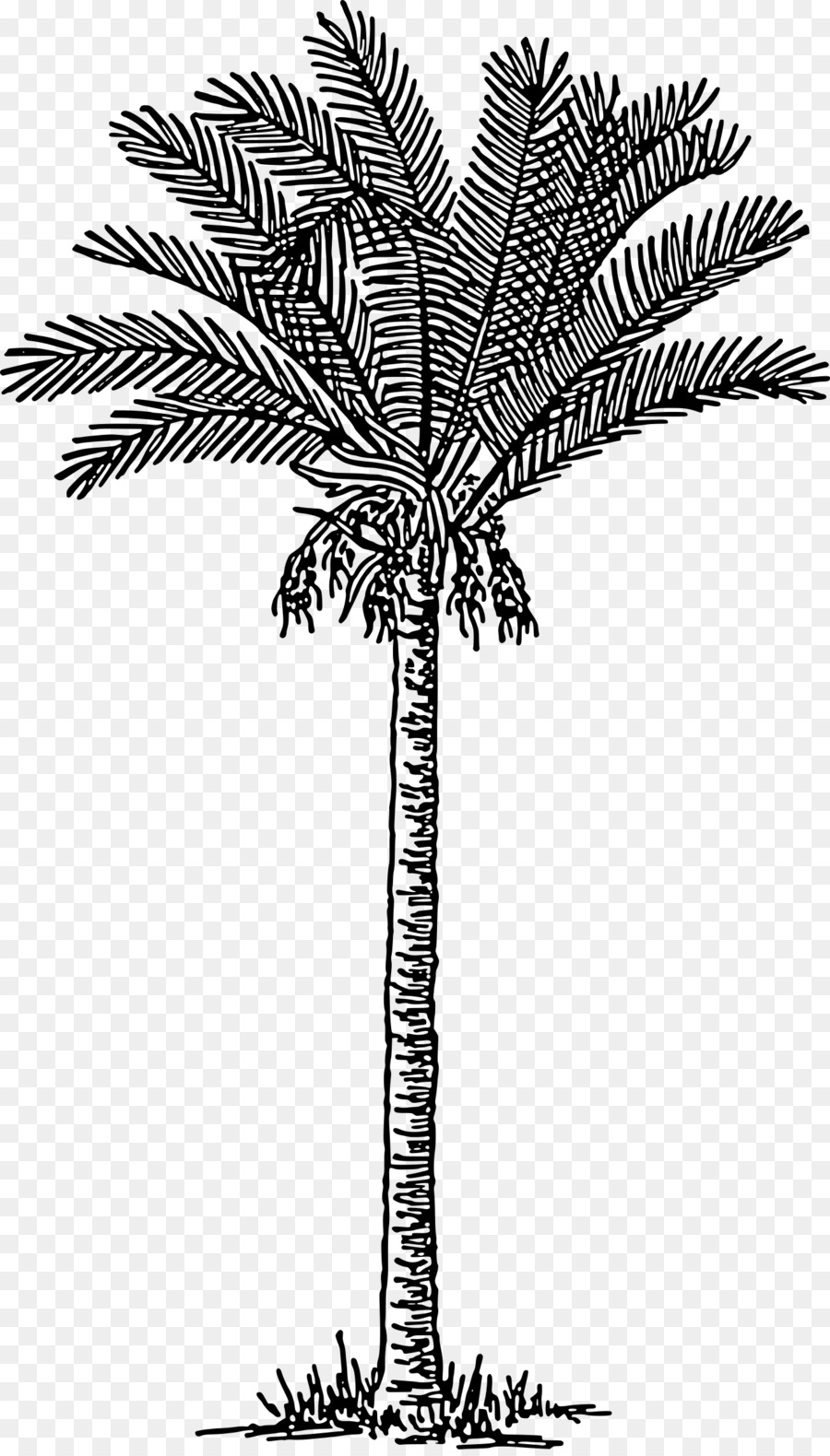 Hurma，Arecaceae PNG