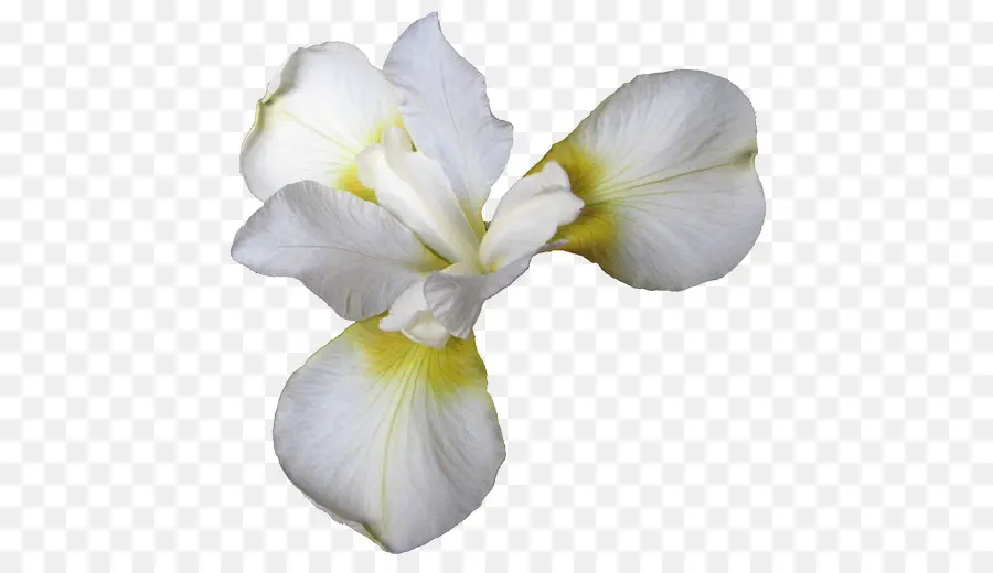 çiçek，Kelebek PNG