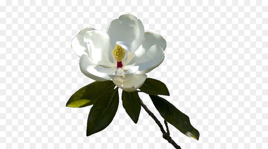 çiçekli Bitki，Bilgisayar Simgeleri PNG
