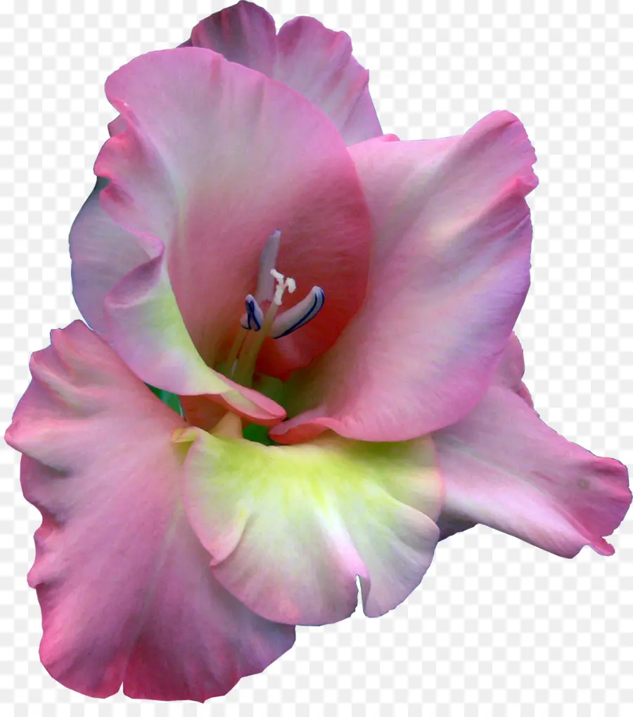 Glayöl，çiçek PNG