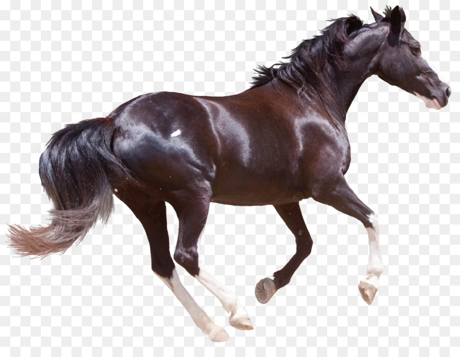 Friesian Atı，Amerikan Boya Atı PNG