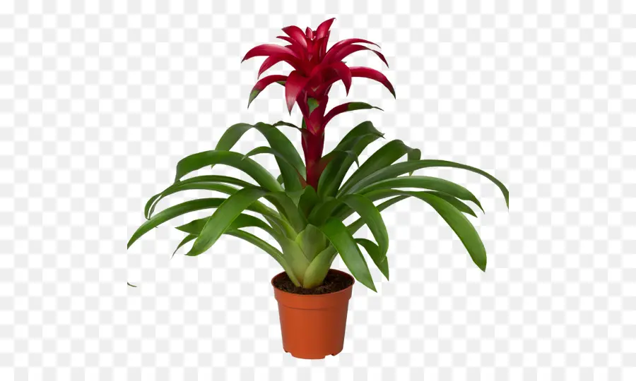 Guzmania，Vriesea PNG