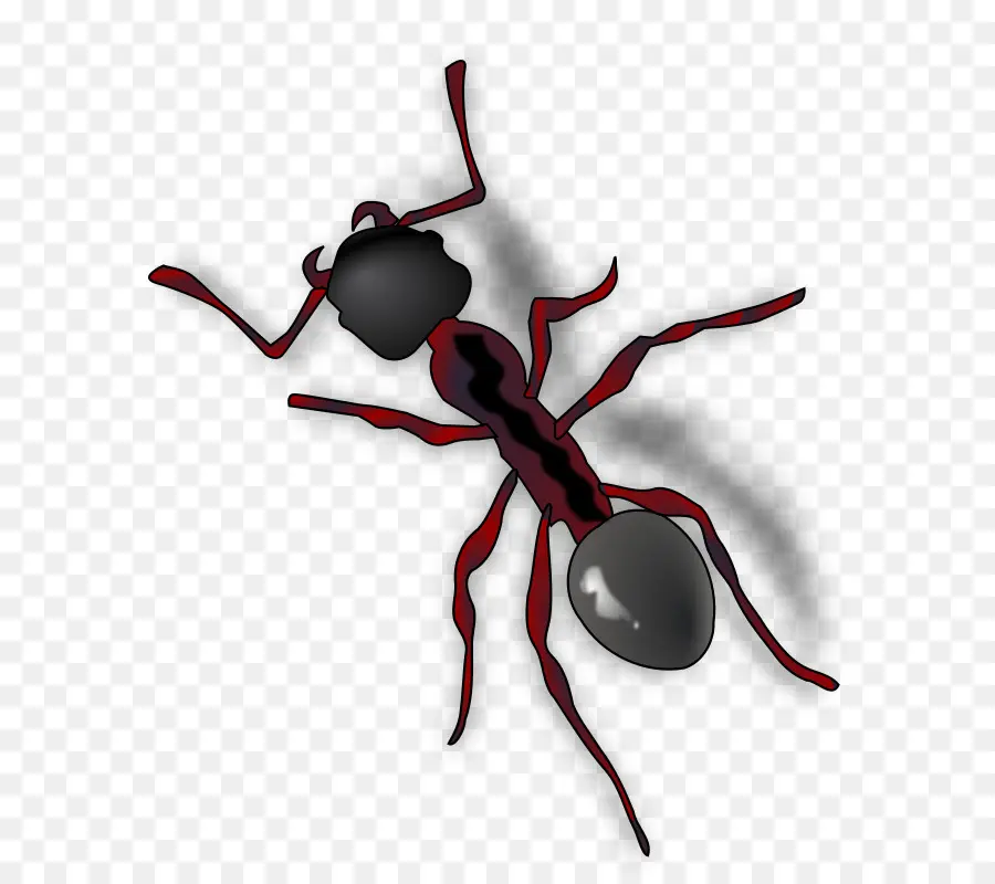 Karınca，Hat Sanatı PNG