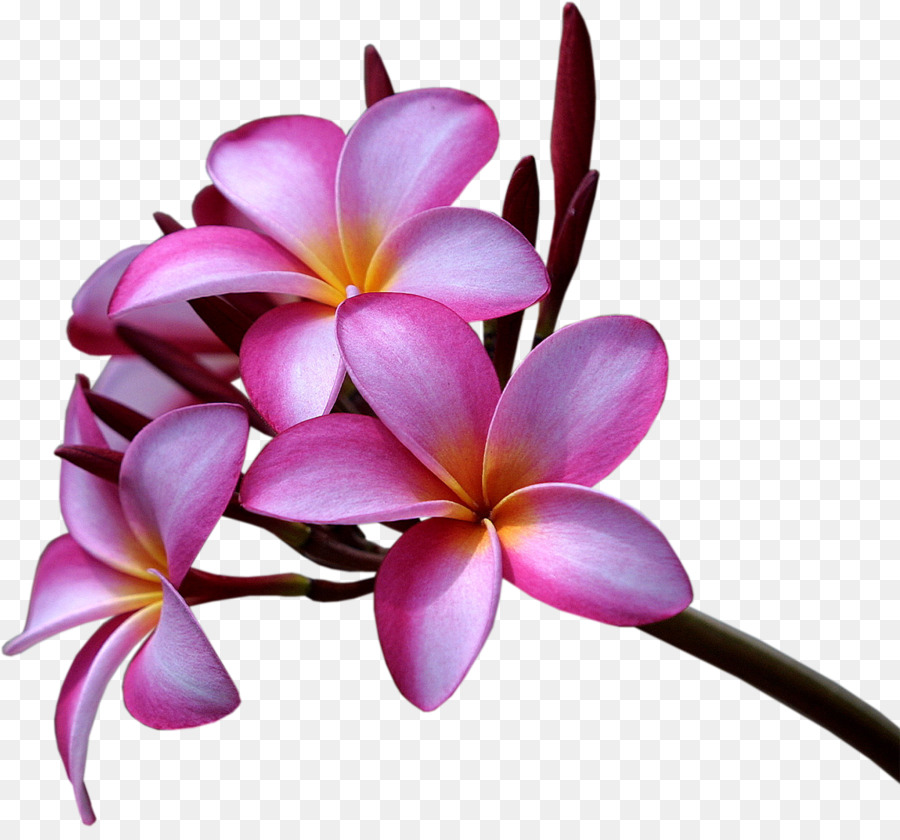 Plumeria Rubra Plumeria Alba Cicek Masaustu Duvar Kagidi Frangipani Seffaf Png Goruntusu