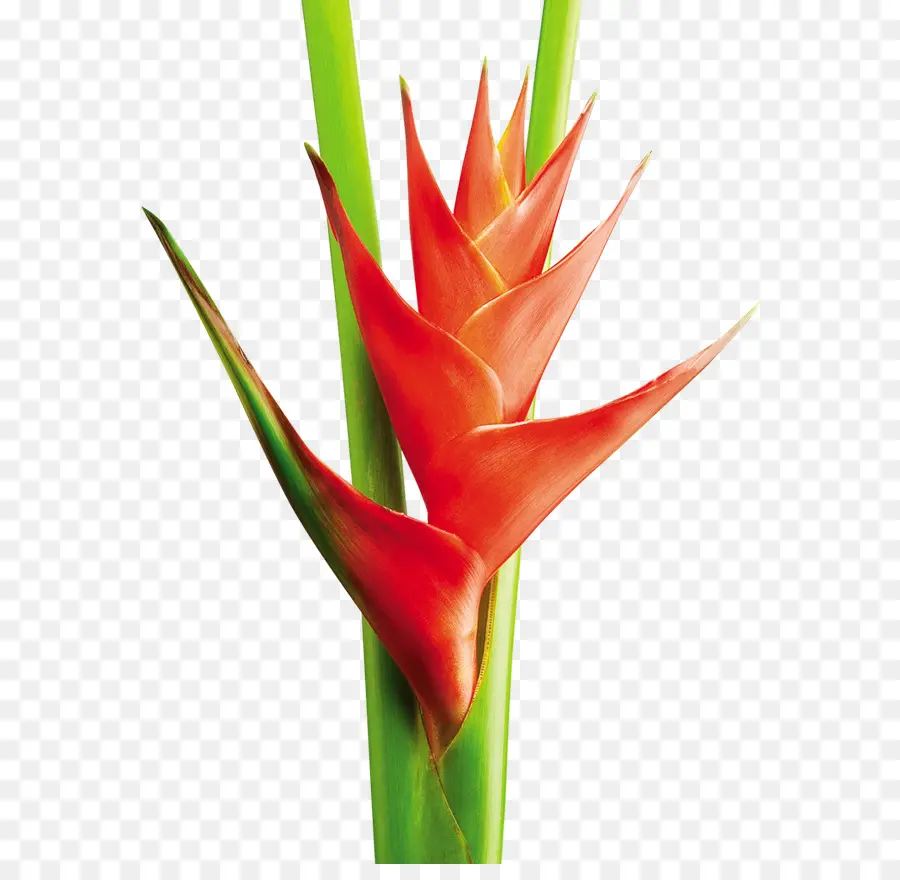 Heliconia Bihai，çiçek PNG