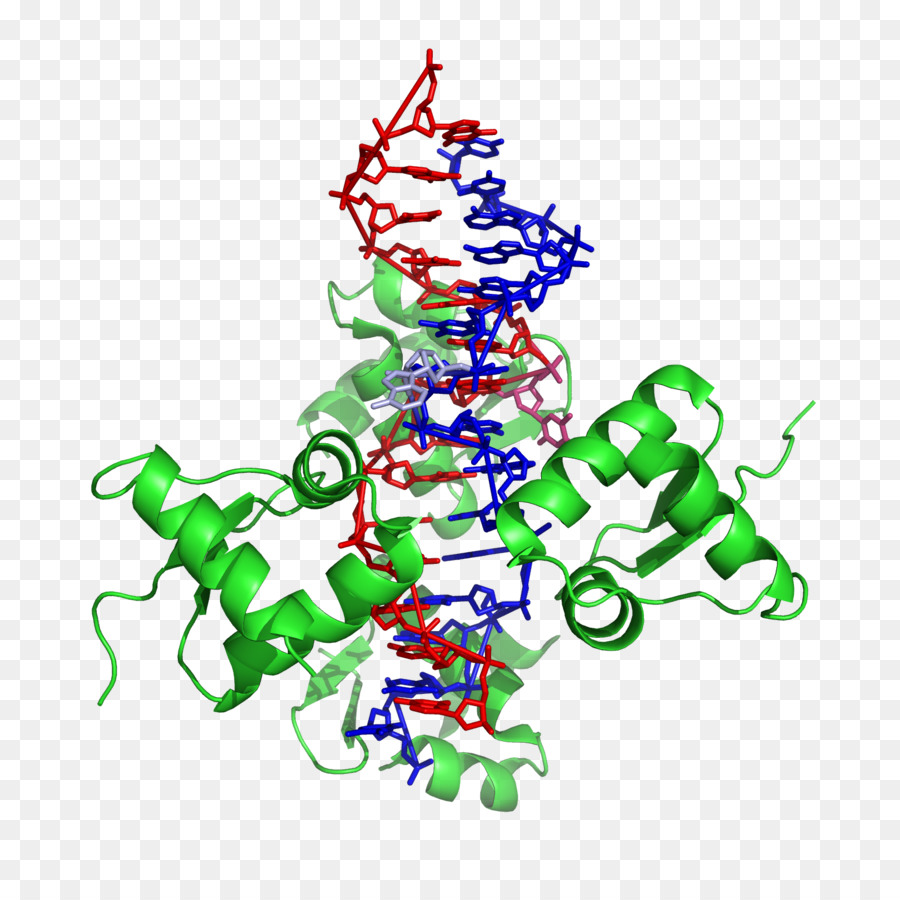 Zdna，Dna PNG