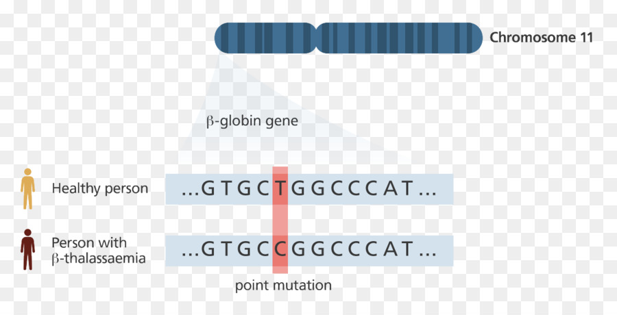 Kromozom 11，β Globin Geni PNG