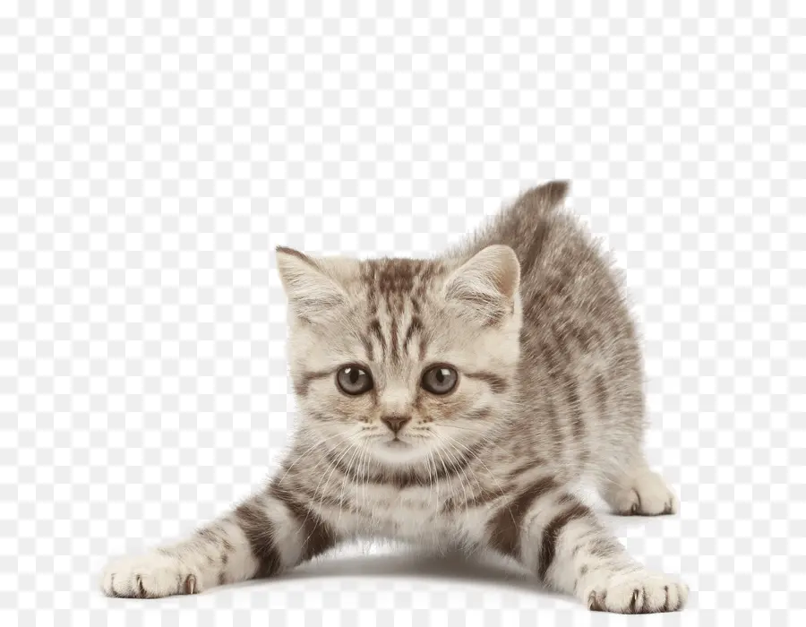 Şirin Kedi Yavrusu，Kedi PNG