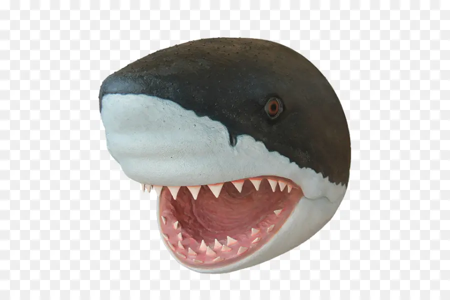 Köpekbalığı，Köpek PNG