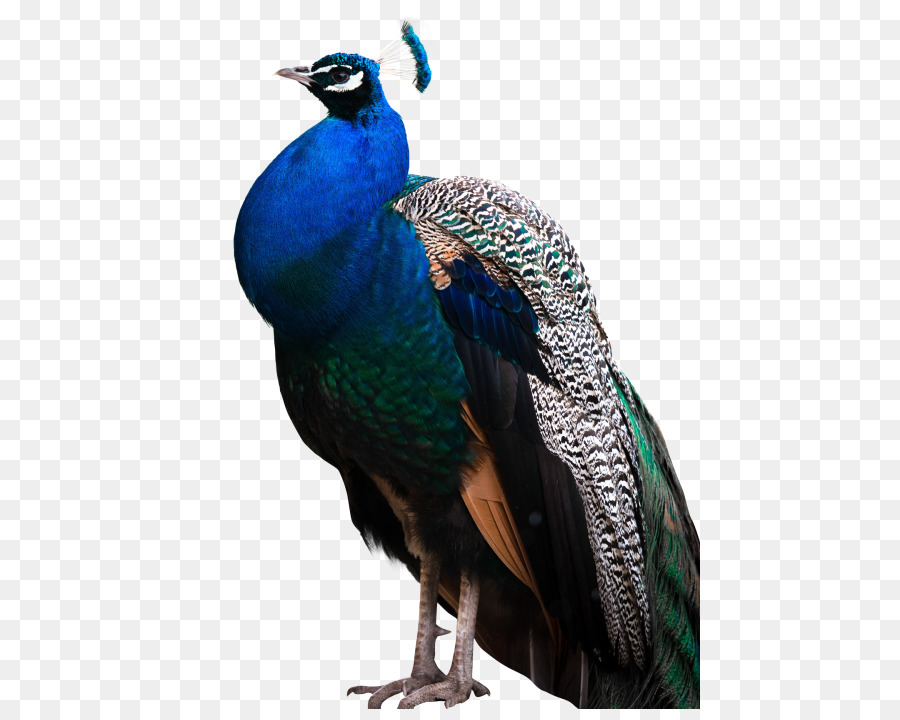 Tavus Kuşları，Tüy PNG