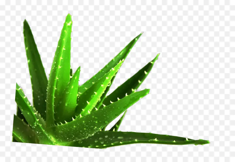 Aloe Vera，Yeşil PNG