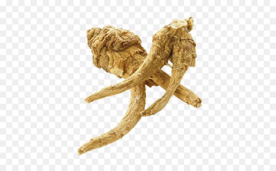 Ginseng Kökü，Bitki PNG