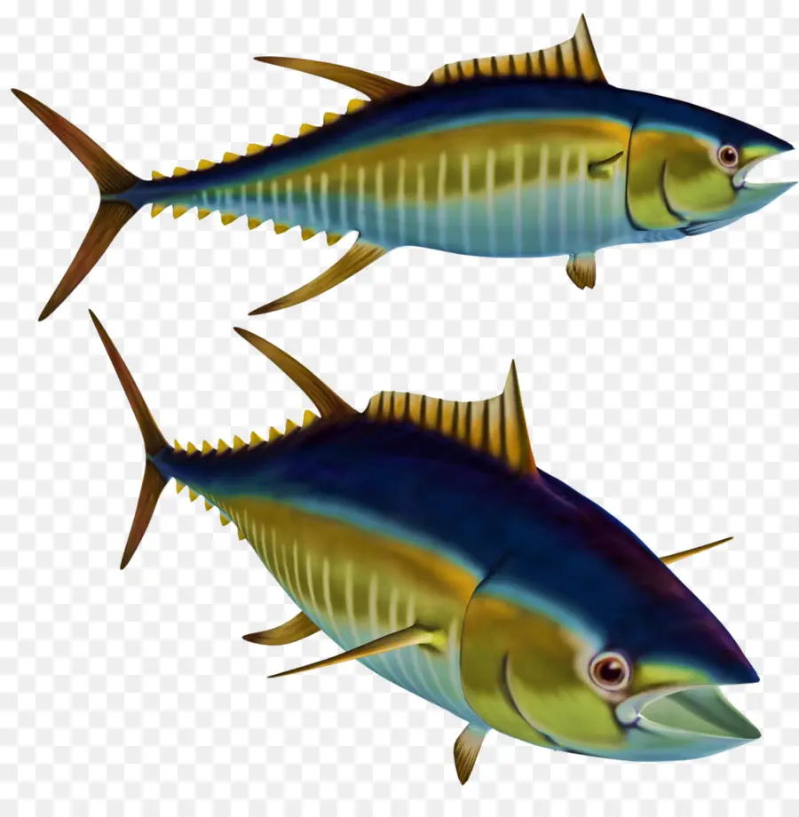 Balık，Albacore PNG